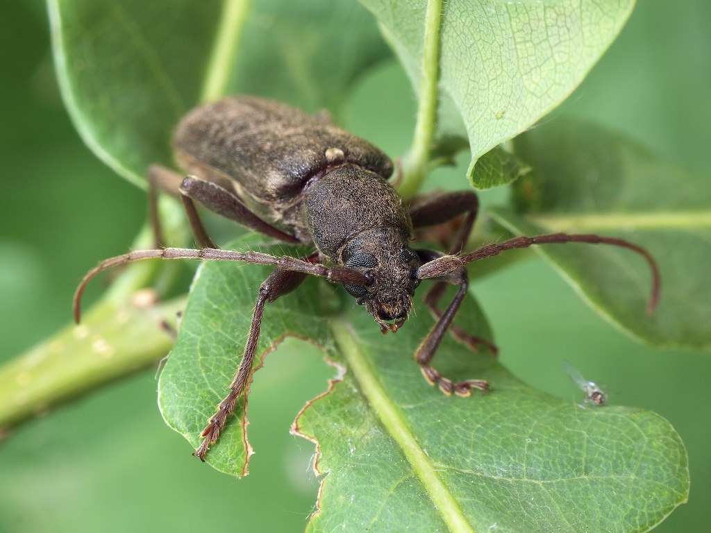 Trichoferus campestris (Faldermann, 1835)